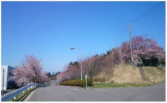 お花見日和
