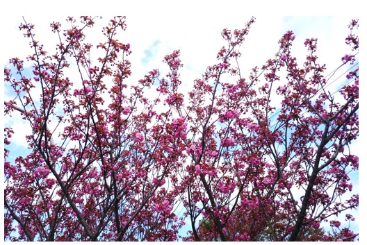花盛り