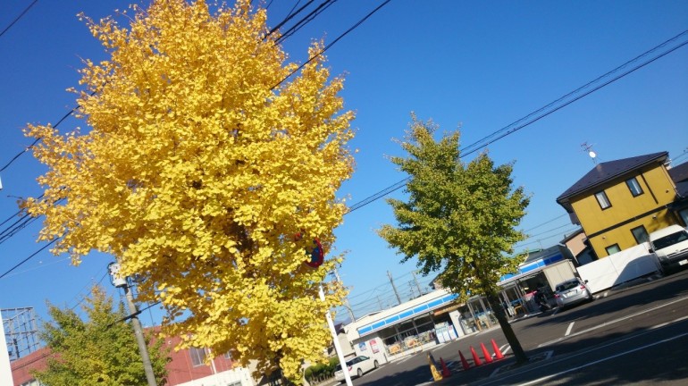 銀杏の木