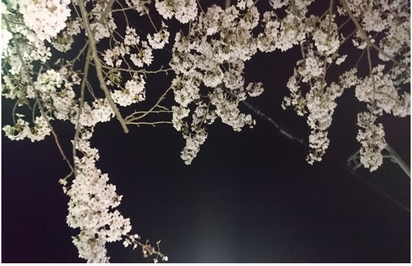夜桜と月