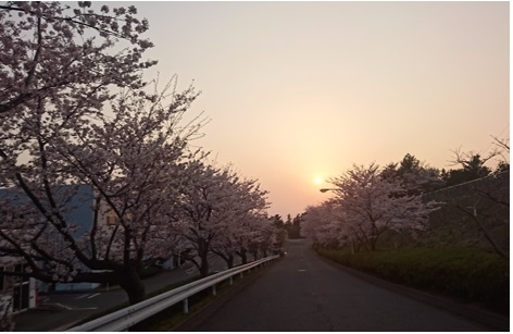 夕桜