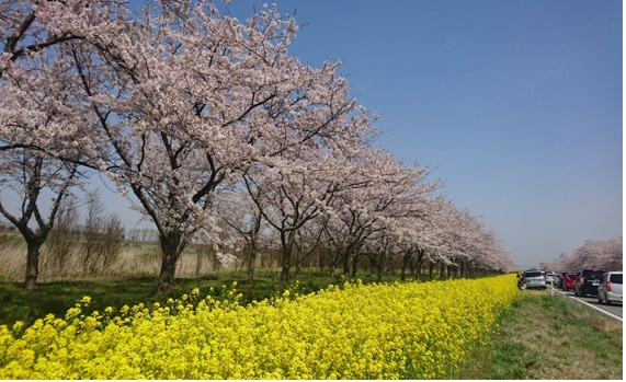 花見、花見、花見