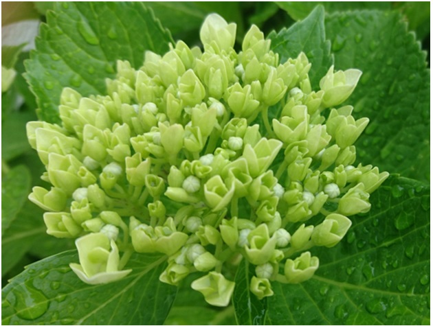 紫陽花がたのしみ