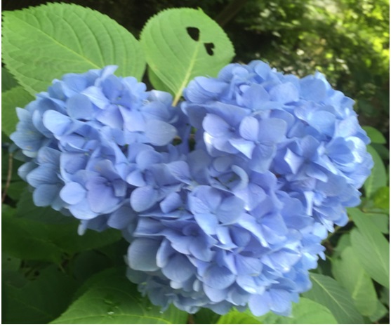 鎌倉の紫陽花