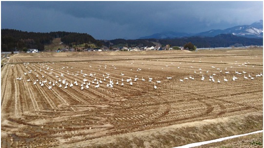 田舎あるある