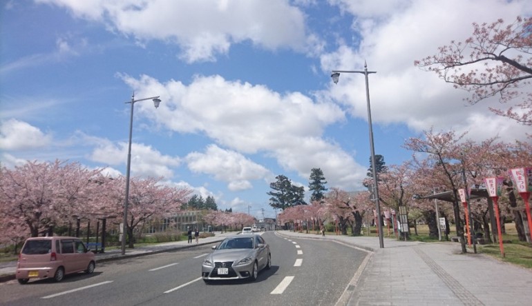 桜散策～鶴岡公園～