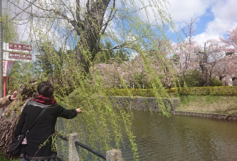 鶴岡～桜の続き～