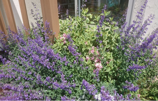 つる性の植物
