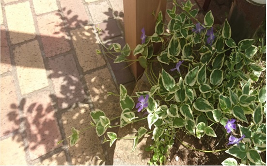 29053003