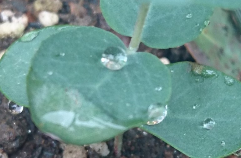雨の恵み