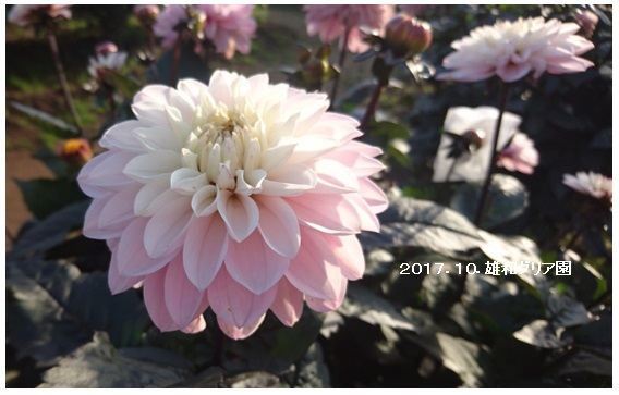 菊とダリア