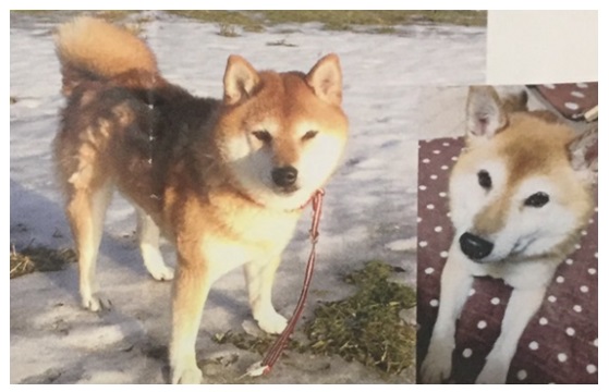 迷子犬探しています。