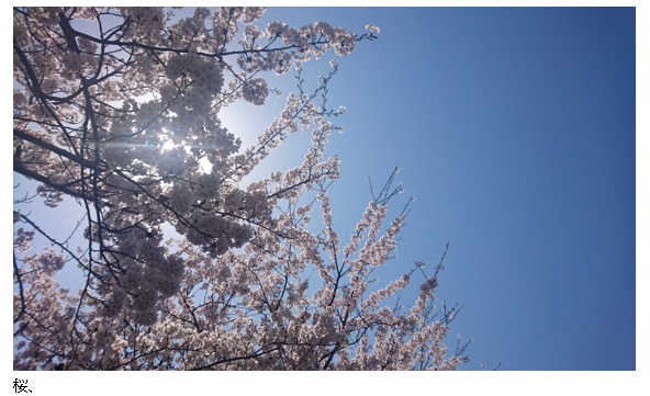 桜、さくら、サクラ、2018