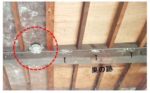 つばめの巣