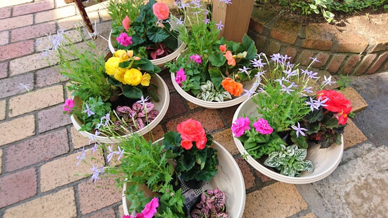 お花の寄せ植え教室✿✿✿