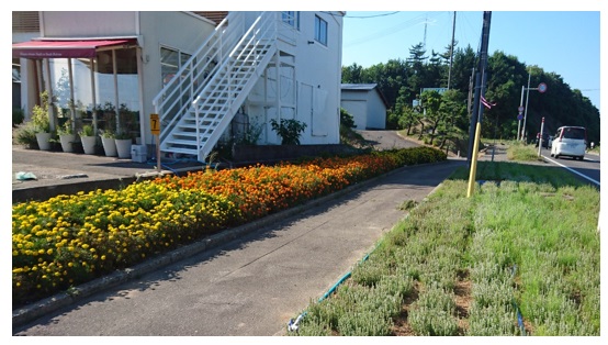 初めてのマリーゴールド花壇