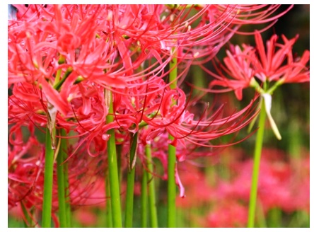 彼岸花の公園