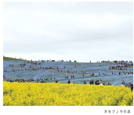 水色の花畑