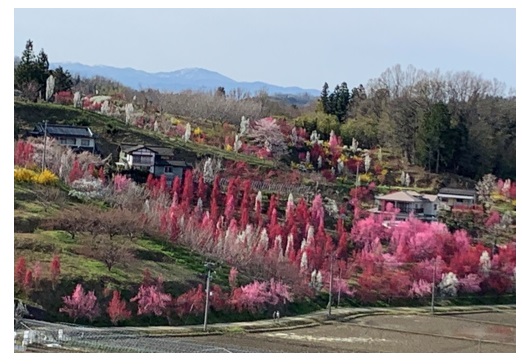 福島の春の山
