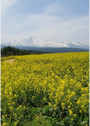 鳥海高原菜の花まつり