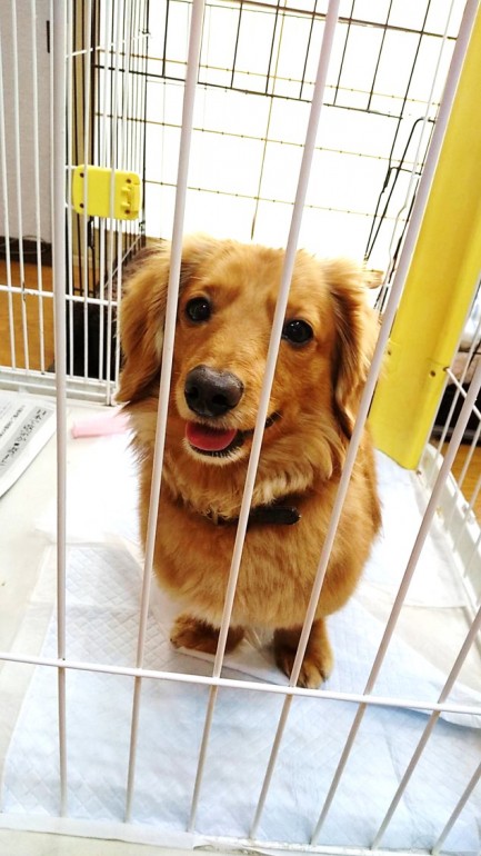 かわいい犬