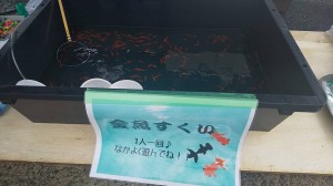 金魚すくいの金魚～1年後～