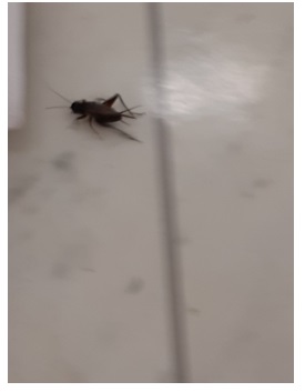 秋の虫