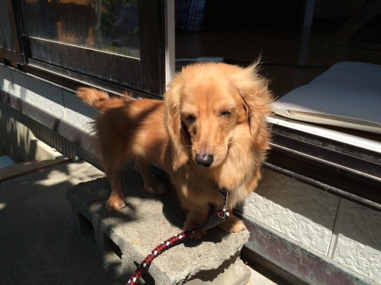 犬の成長