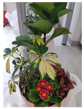 花5