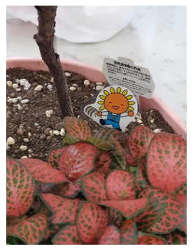 花6
