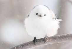 この冬は寒い？