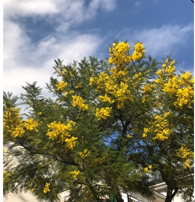 春を告げる花「ミモザ」