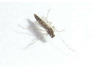 追いかけてくるあの虫