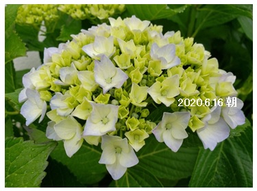 2020061602