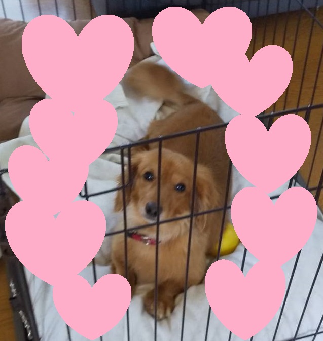 拗ねちゃった犬