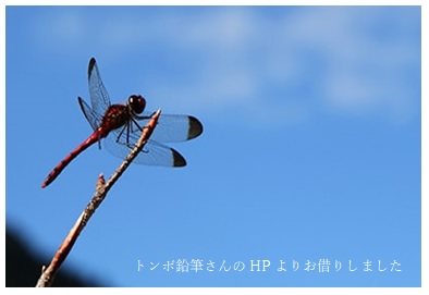 とんぼのめがね♪