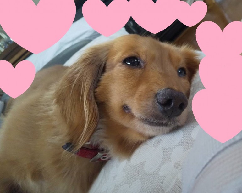 心を開いてくれた犬