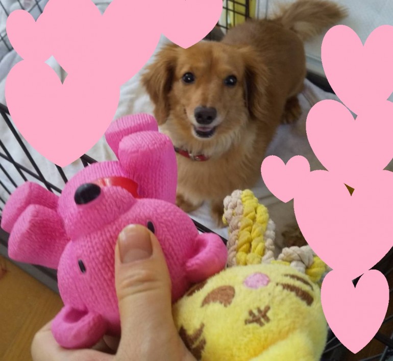 飽きっぽい犬
