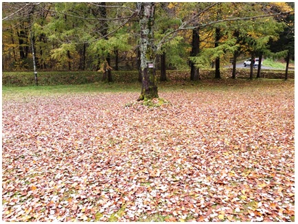 2020111004