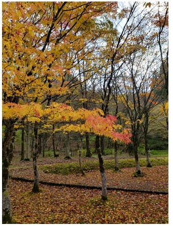 2020111006