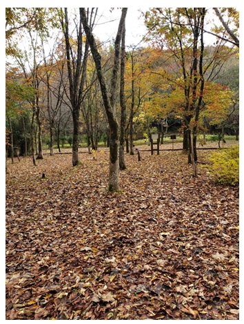 2020111007