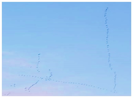 2021021905