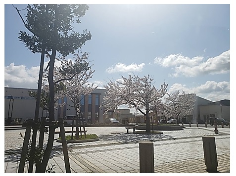 がんばって♥桜