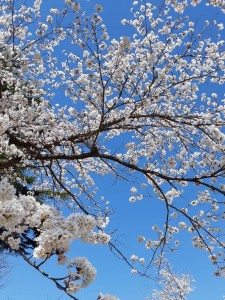 桜