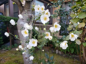 菊