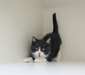 ne3