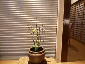 ほんのり春が来た❤