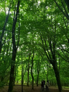 みどり