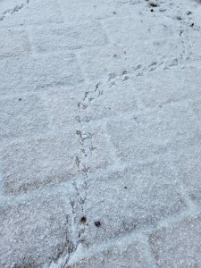 かわいい足跡