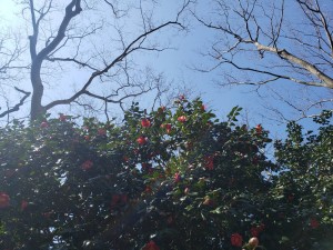 春うららのはじまり
